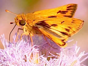 Fiery Skipper Butterfly